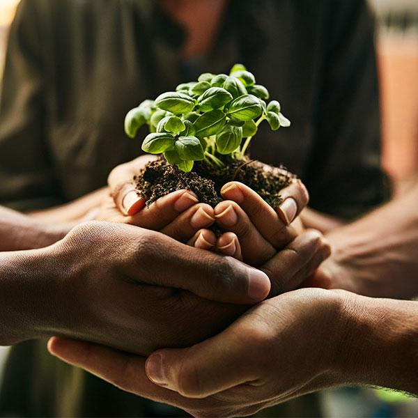 Closeup shot of people's hands holding a plant growing in soil 